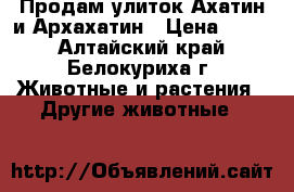 Продам улиток Ахатин и Архахатин › Цена ­ 100 - Алтайский край, Белокуриха г. Животные и растения » Другие животные   